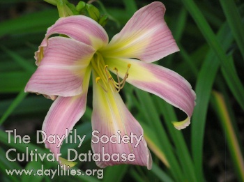 Daylily Lilting Belle